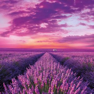 دشت اسطوخودوس